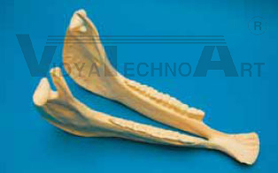 Equine Mandible